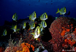 This photo of the schooling Porkfish was taken last week ... by Steven Anderson 